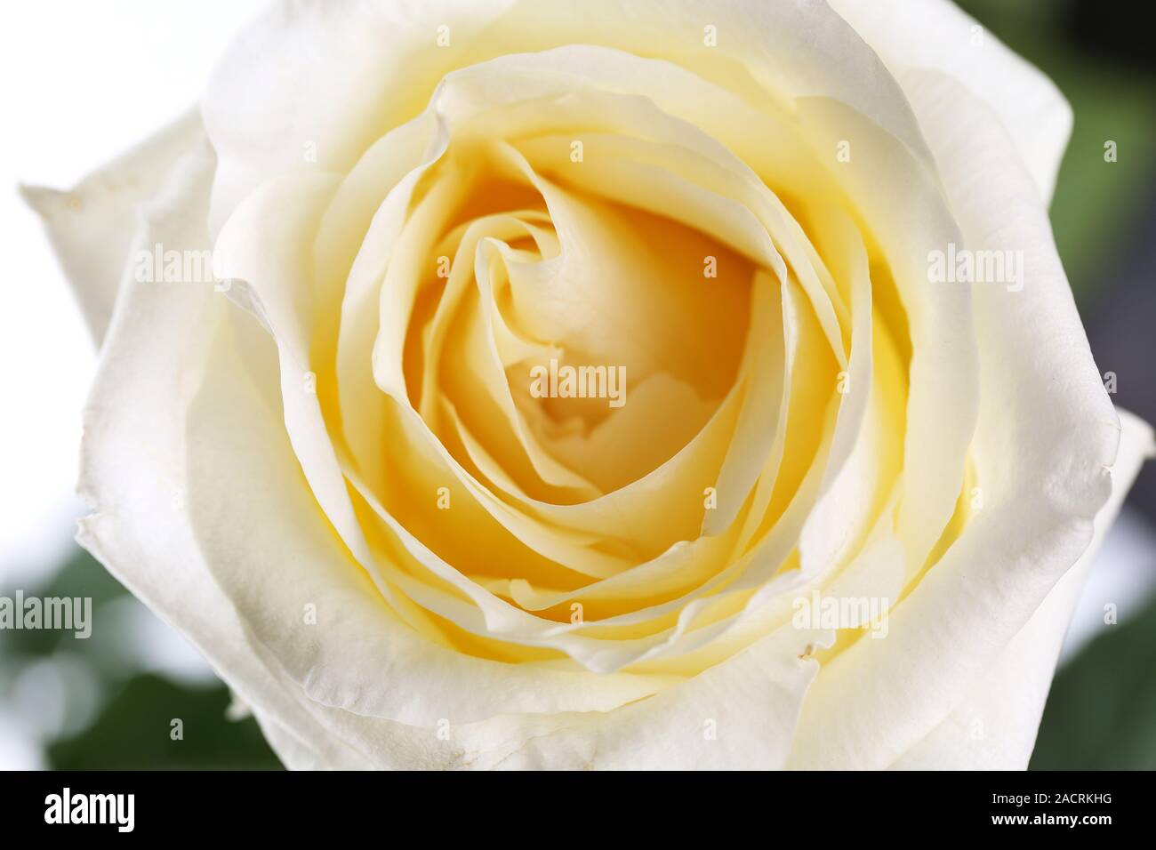 Schöne perfekte weiße rose Blüte Stockfoto