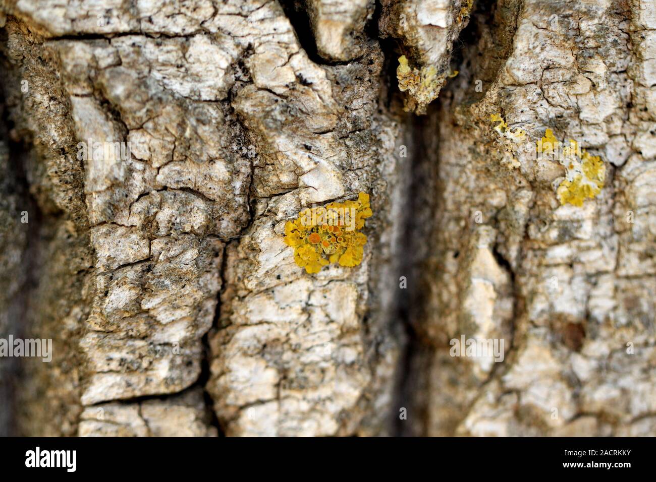 Weide Rinde Nahaufnahme Stockfoto