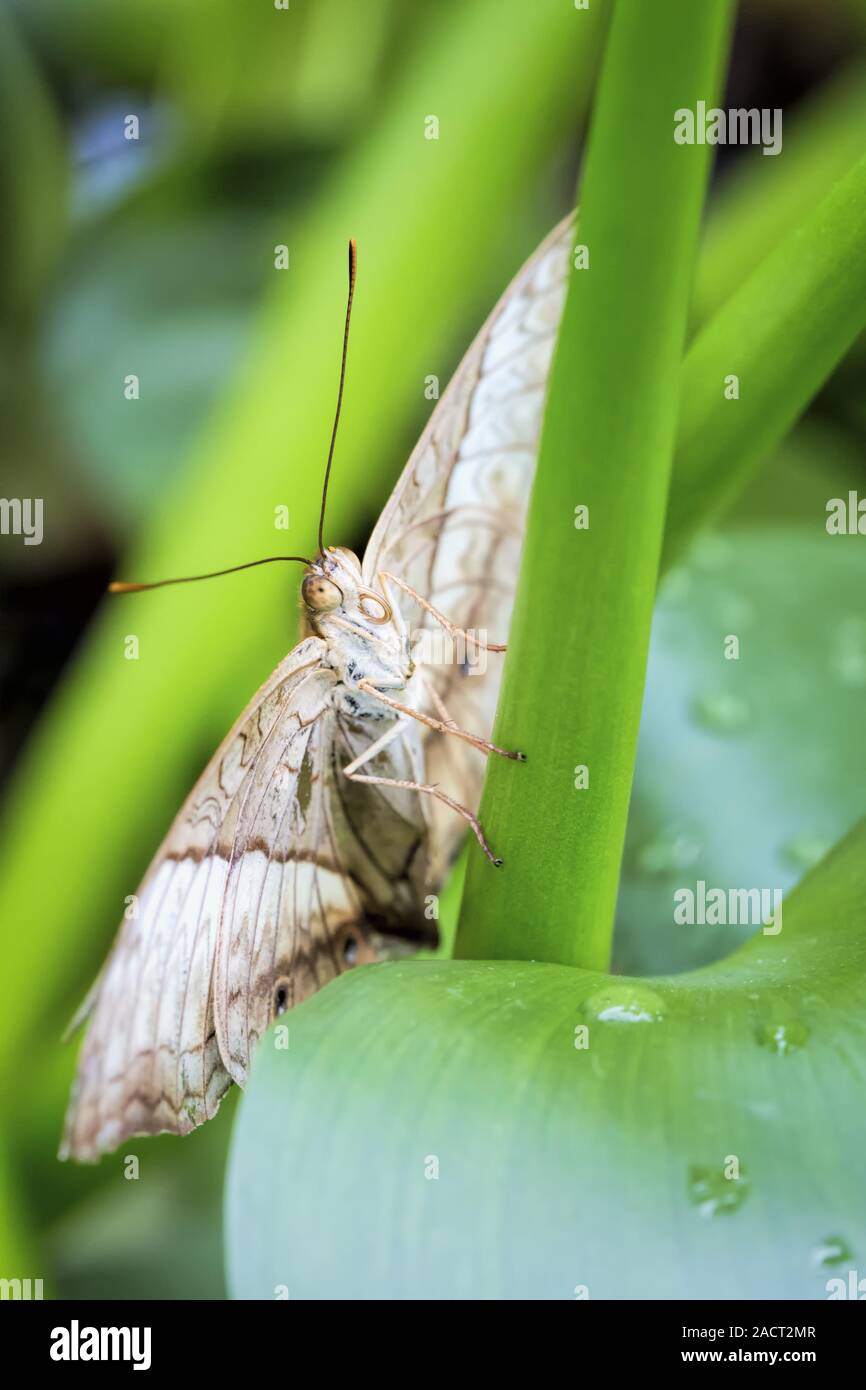 Parthenos sylvia Stockfoto