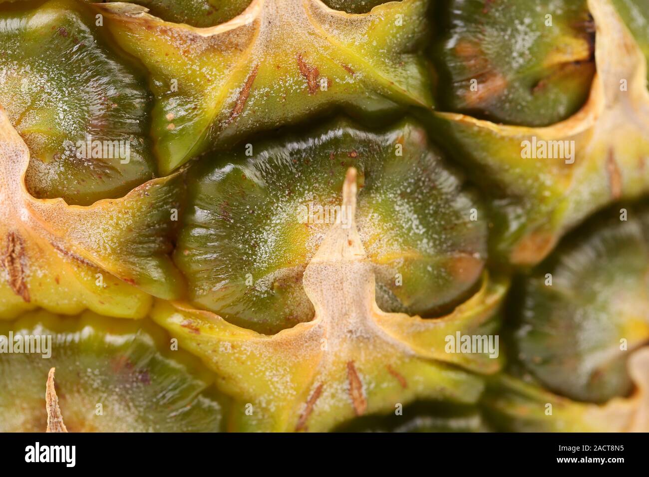 Hintergrund der Ananas. Hautnah. Stockfoto