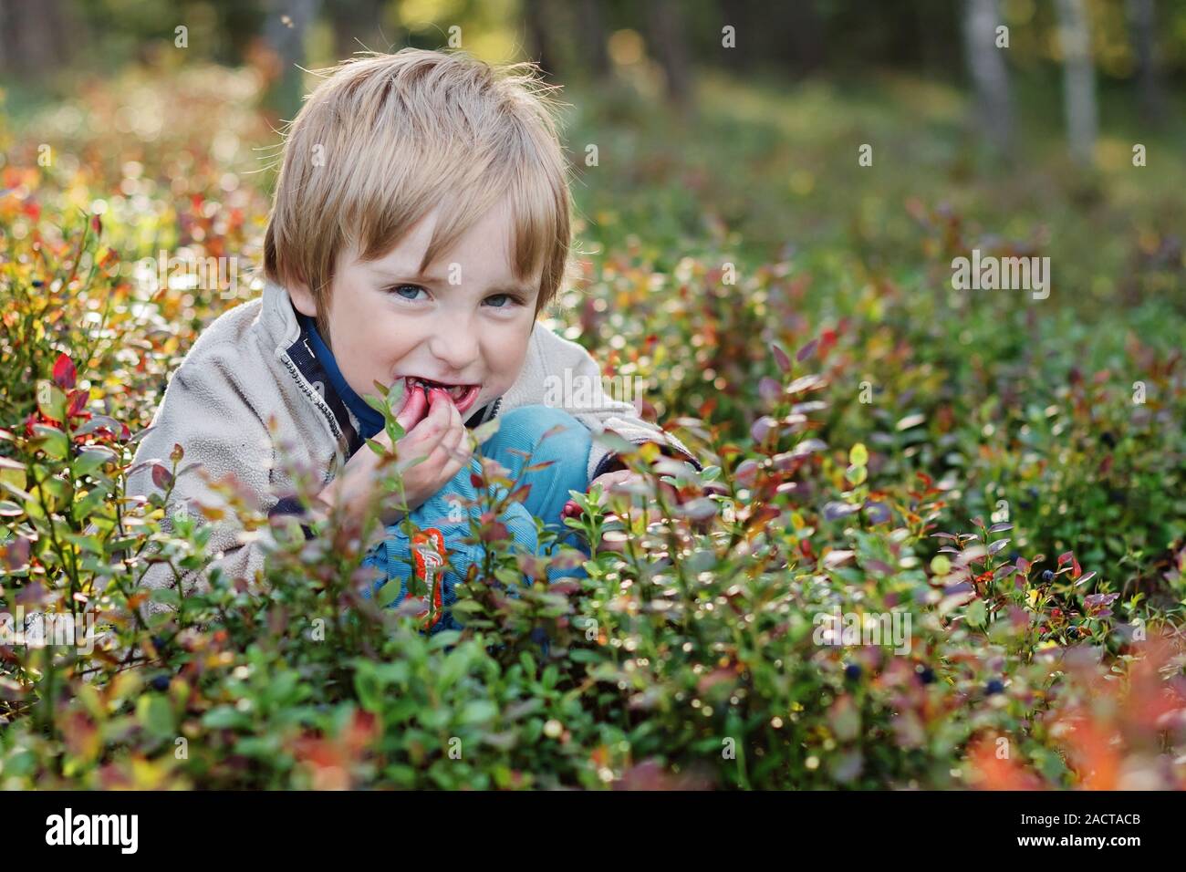 Junge pflücken Heidelbeeren in einem Wald. Heidelbeeren, Vaccinium myrtillus, wilde Europäische Heidelbeere, Whortleberry Stockfoto