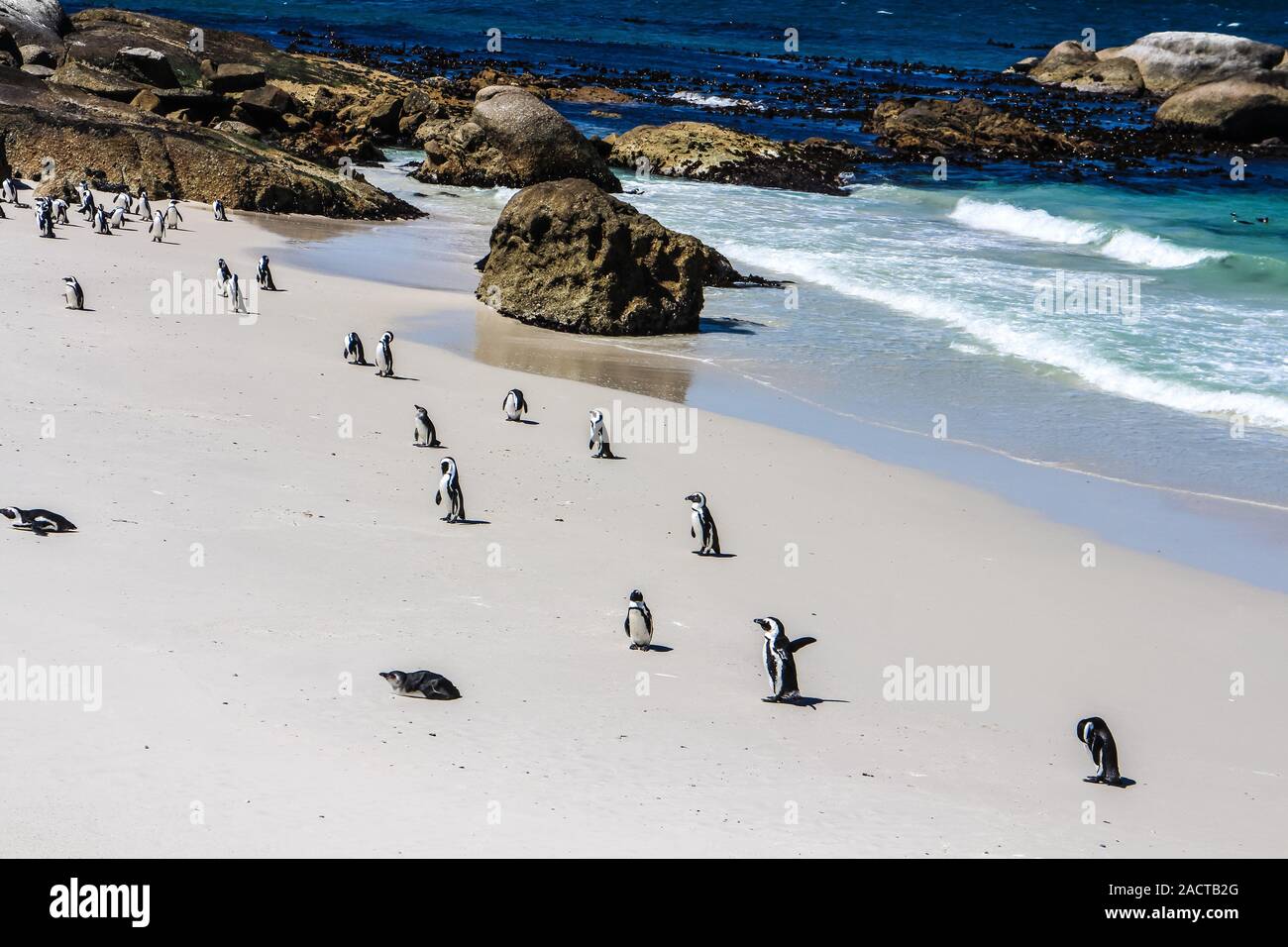 Afrikanische Pinguine Spheniscus demersus (lat.:) am Boulders Beach, Simon's Town, in der Nähe von Kapstadt, Südafrika. Stockfoto