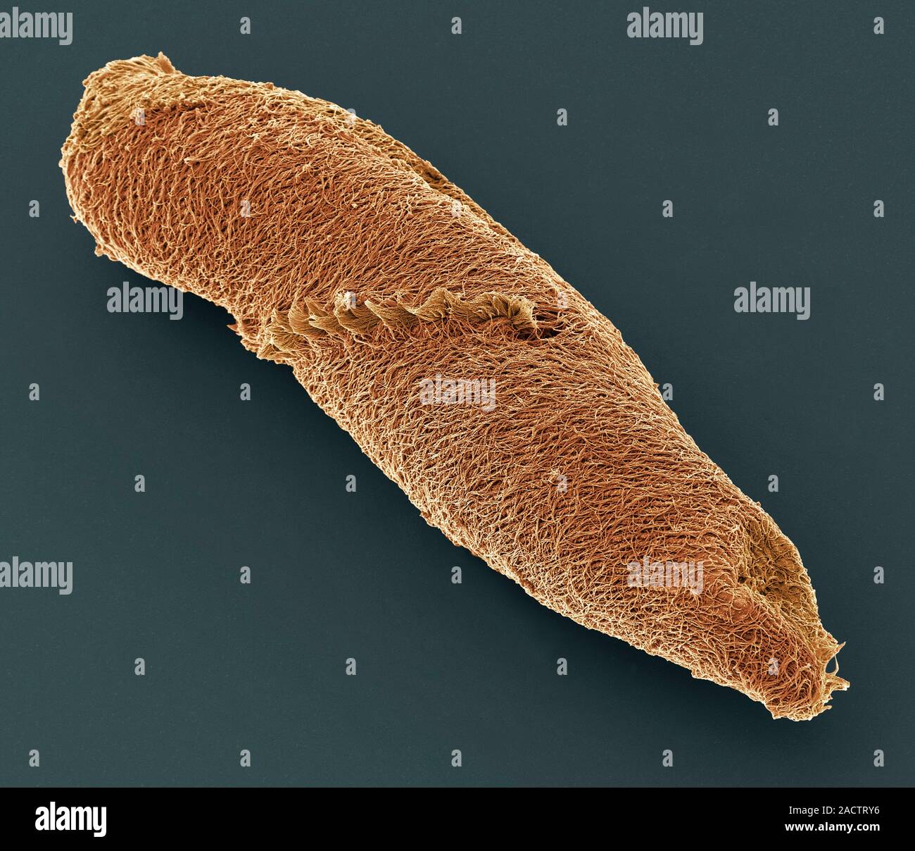 Spirostomum sp. Ciliate Protozoen, Farbig Scanning Electron Micrograph (SEM). Diese kleine einzellige Organismen sind in Süßwasser- und Meeresressourcen gefunden Stockfoto