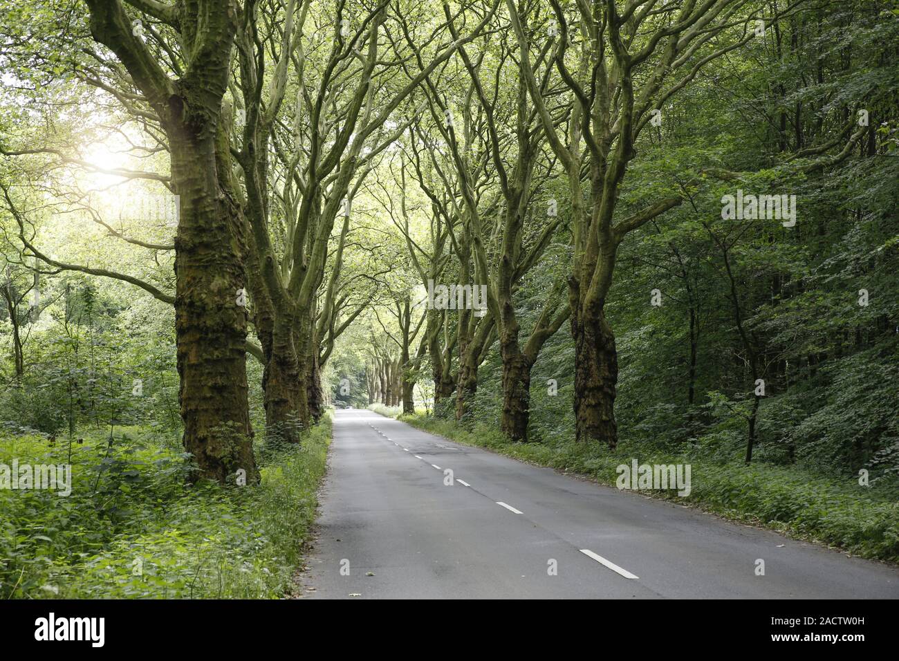 Hybrid platanen Fotos und Bildmaterial in hoher Auflösung Alamy