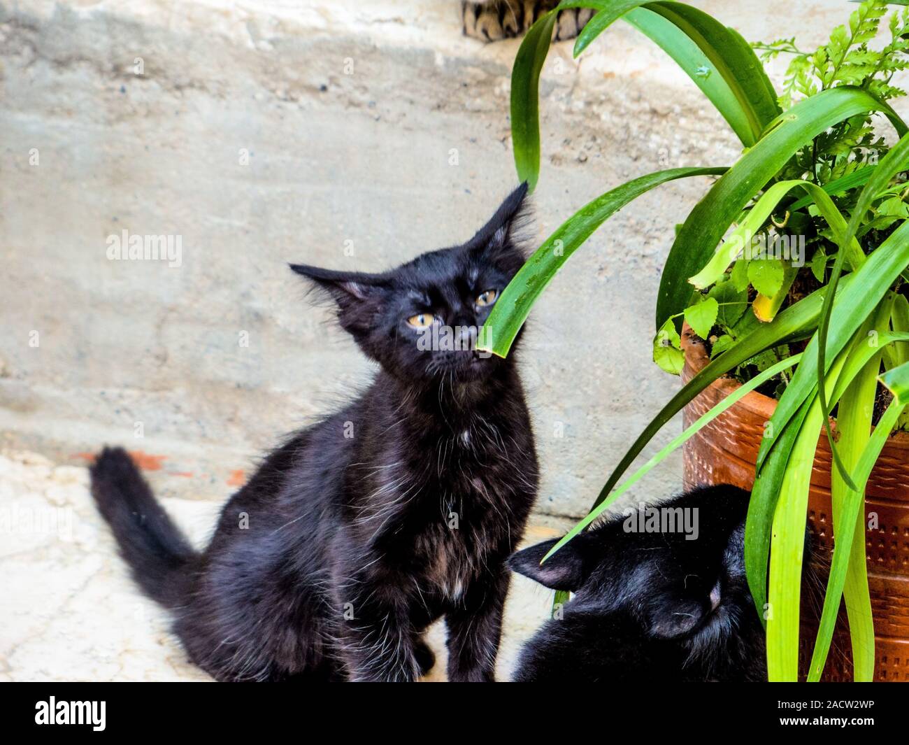 Zwei schwarze Katzen Stockfoto