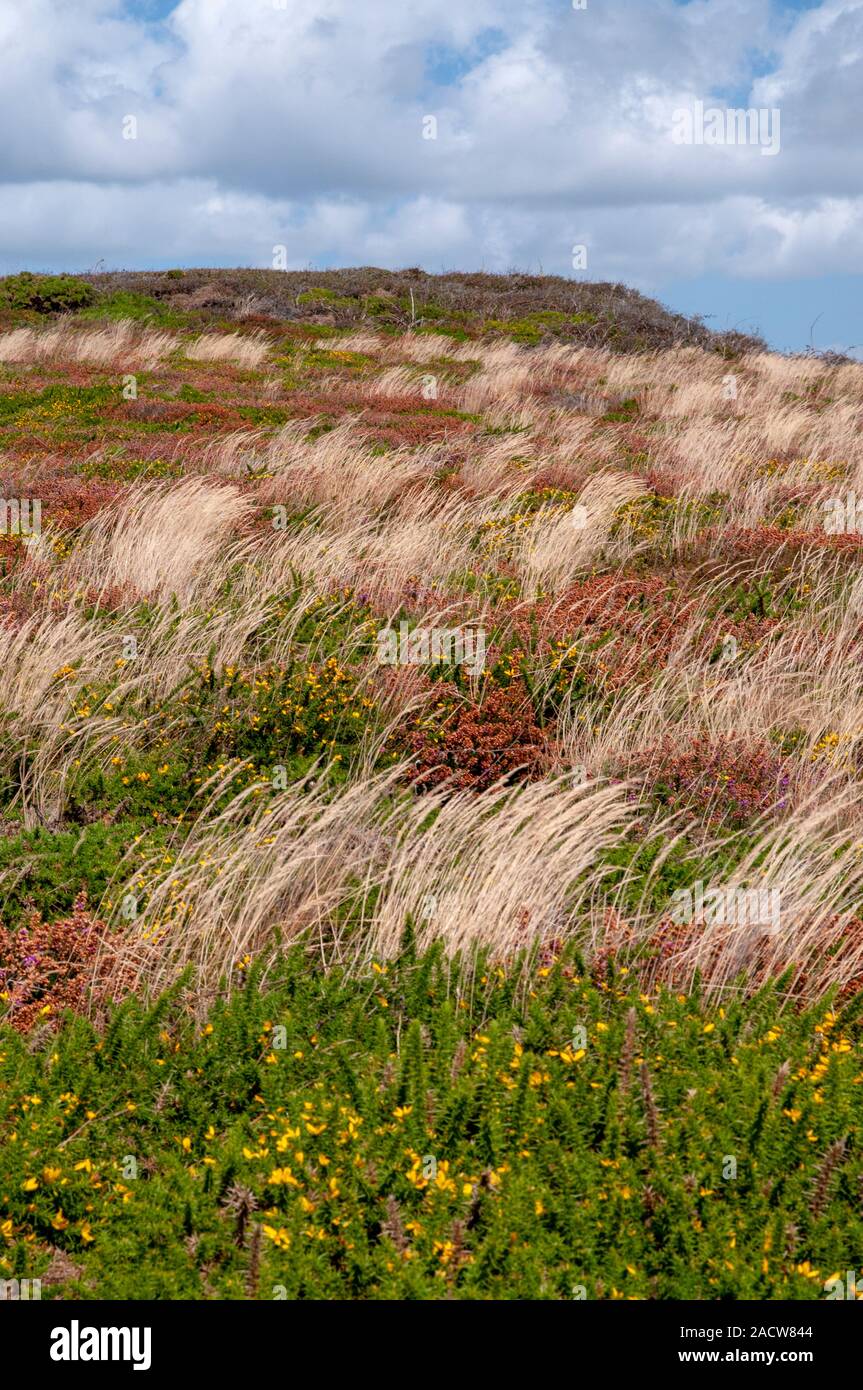 Die wilde Flora, Plomodiern (29), Finistère, Bretagne, Frankreich Stockfoto