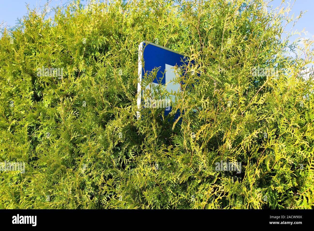 Melden blaues Kreuz in den Büschen Stockfoto