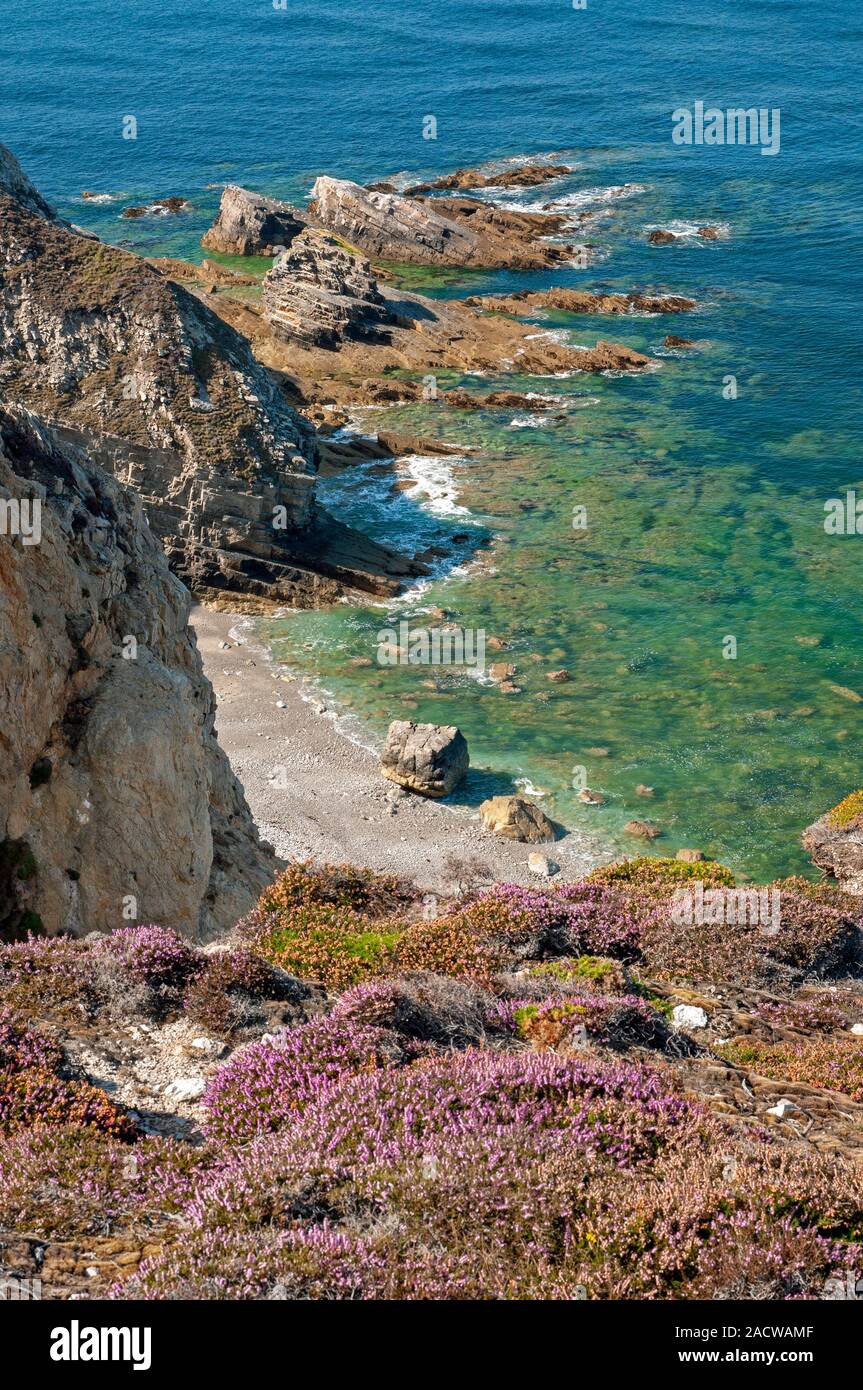 Einsame Strände und wilde Flora am Cap de la Chevre, Iroise Armorique Regional, National Park, Halbinsel Crozon, Finistere (29), Bretagne, Frankreich Stockfoto