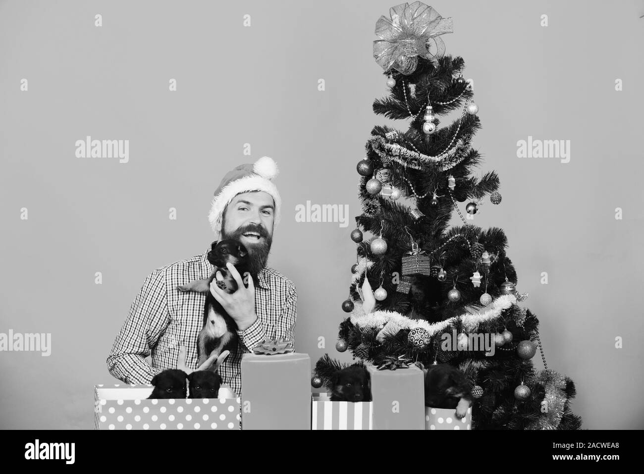 Santa besitzt wenig Hunde in der Nähe der Weihnachtsbaum. Neuen Jahres Konzept. Mann in Weihnachtsmütze spielt mit den Welpen. Kerl mit glücklichen Gesicht entpackt vorhanden Boxen auf roten Hintergrund. Stockfoto