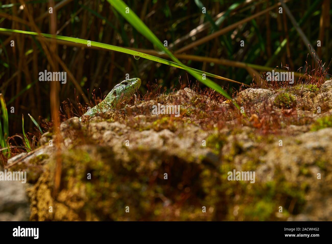 Sand-Eidechse, Lacerta agilis Stockfoto