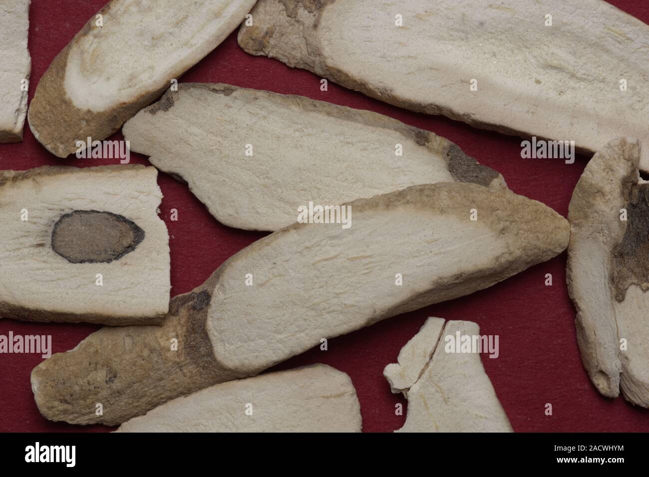 Radix Paeoniae lactiflorae, weiße Pfingstrose root, Baishao Stockfoto