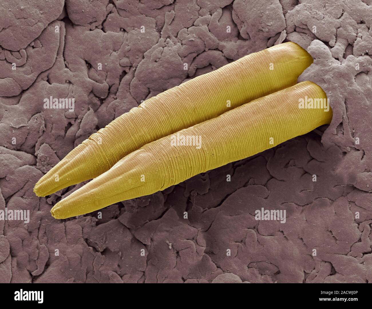 Caenorhabditis elegans Wurm, Farbig Scanning Electron Micrograph (SEM