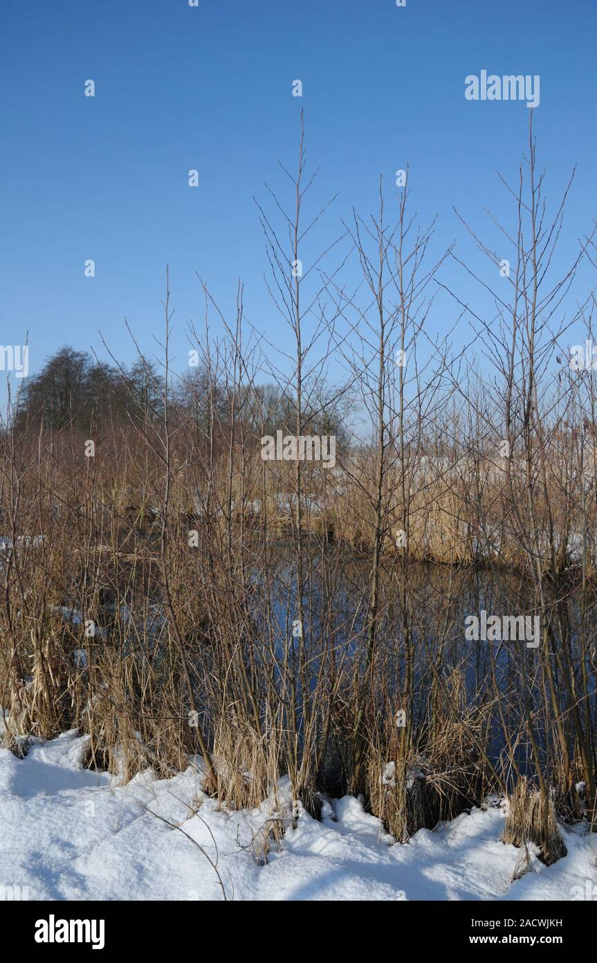 Alnus Glutinosa, Erle, Erle Stockfoto