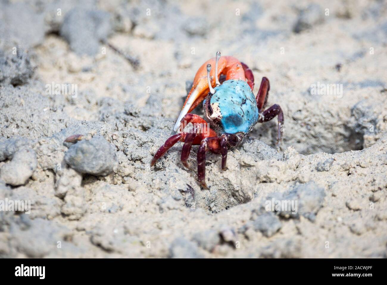 Bunte fiddler Crab mit großen Krallen auf schlammigem Boden, Sansibar Stockfoto