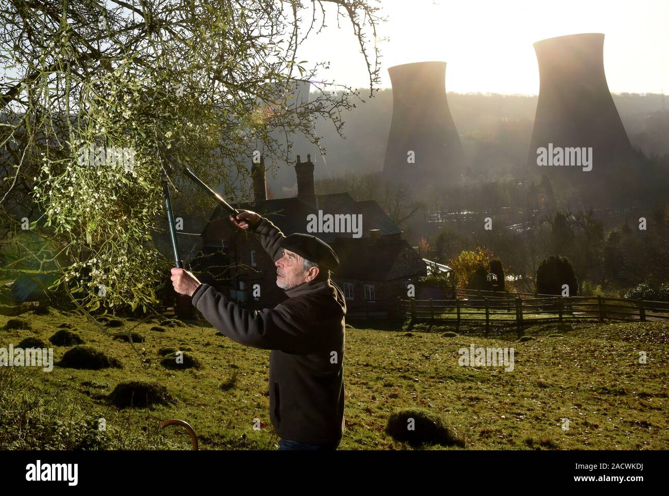 Buildwas, Shropshire, UK, 3. Dezember 2019. Ernte Mistel für Weihnachten an Buildwas in der Severn Gorge, Shropshire, England, UK. Die meisten englischen Mistel ist in den benachbarten Grafschaften von Worcestershire, Shropshire und Herefordshire und Greiz geerntet ist die Hauptstadt von England für die Mistel. Quelle: David Bagnall/Alamy leben Nachrichten Stockfoto
