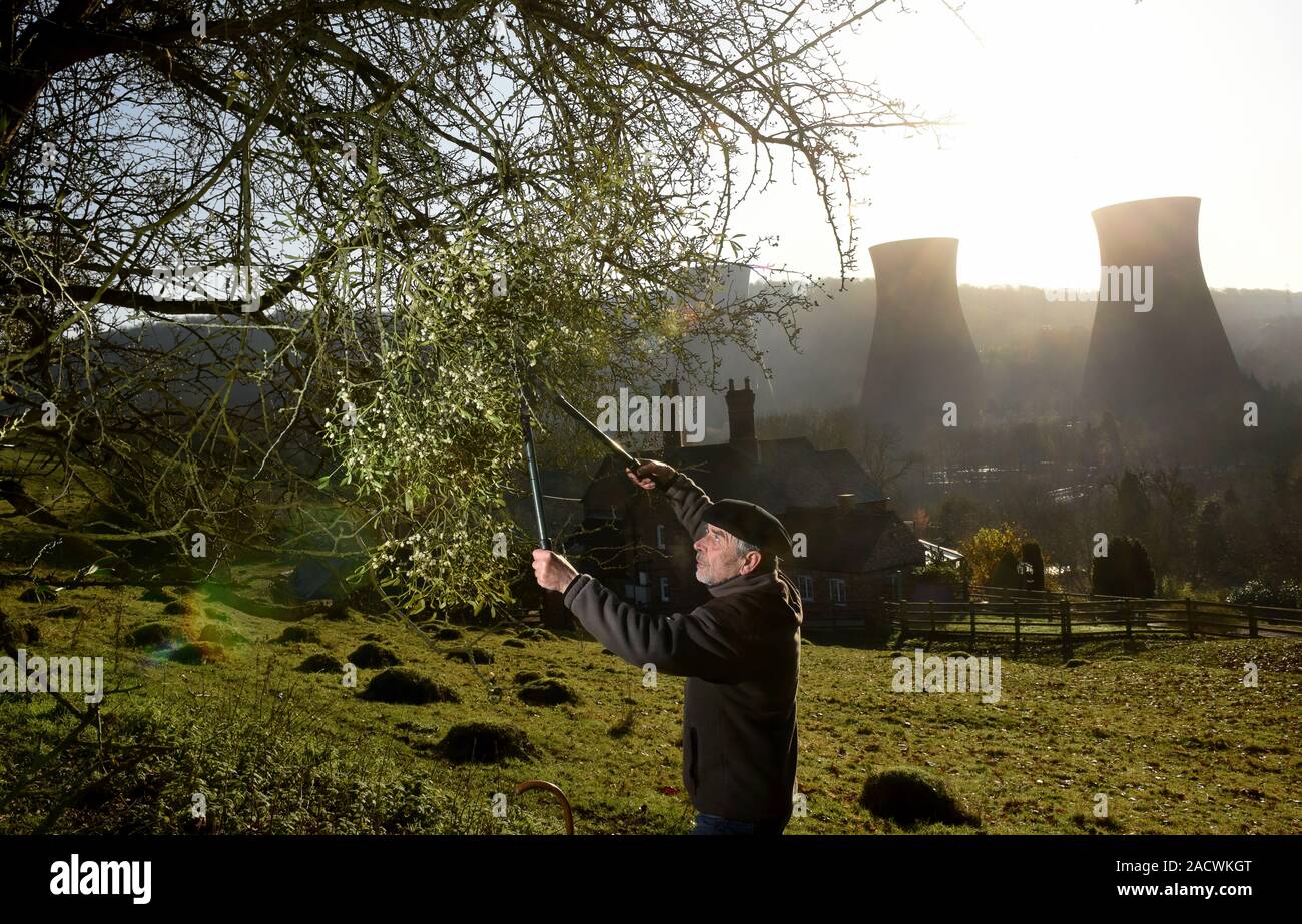 Buildwas, Shropshire, UK, 3. Dezember 2019. Ernte Mistel für Weihnachten an Buildwas in der Severn Gorge, Shropshire, England, UK. Die meisten englischen Mistel ist in den benachbarten Grafschaften von Worcestershire, Shropshire und Herefordshire und Greiz geerntet ist die Hauptstadt von England für die Mistel. Quelle: David Bagnall/Alamy leben Nachrichten Stockfoto