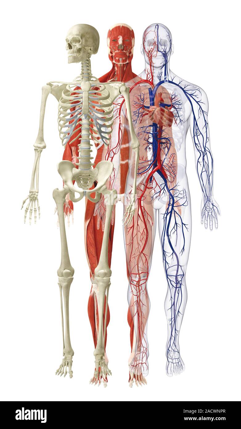 Modelle der menschlichen Skelett, Muskulatur und Herz-Kreislauf-System. Stockfoto
