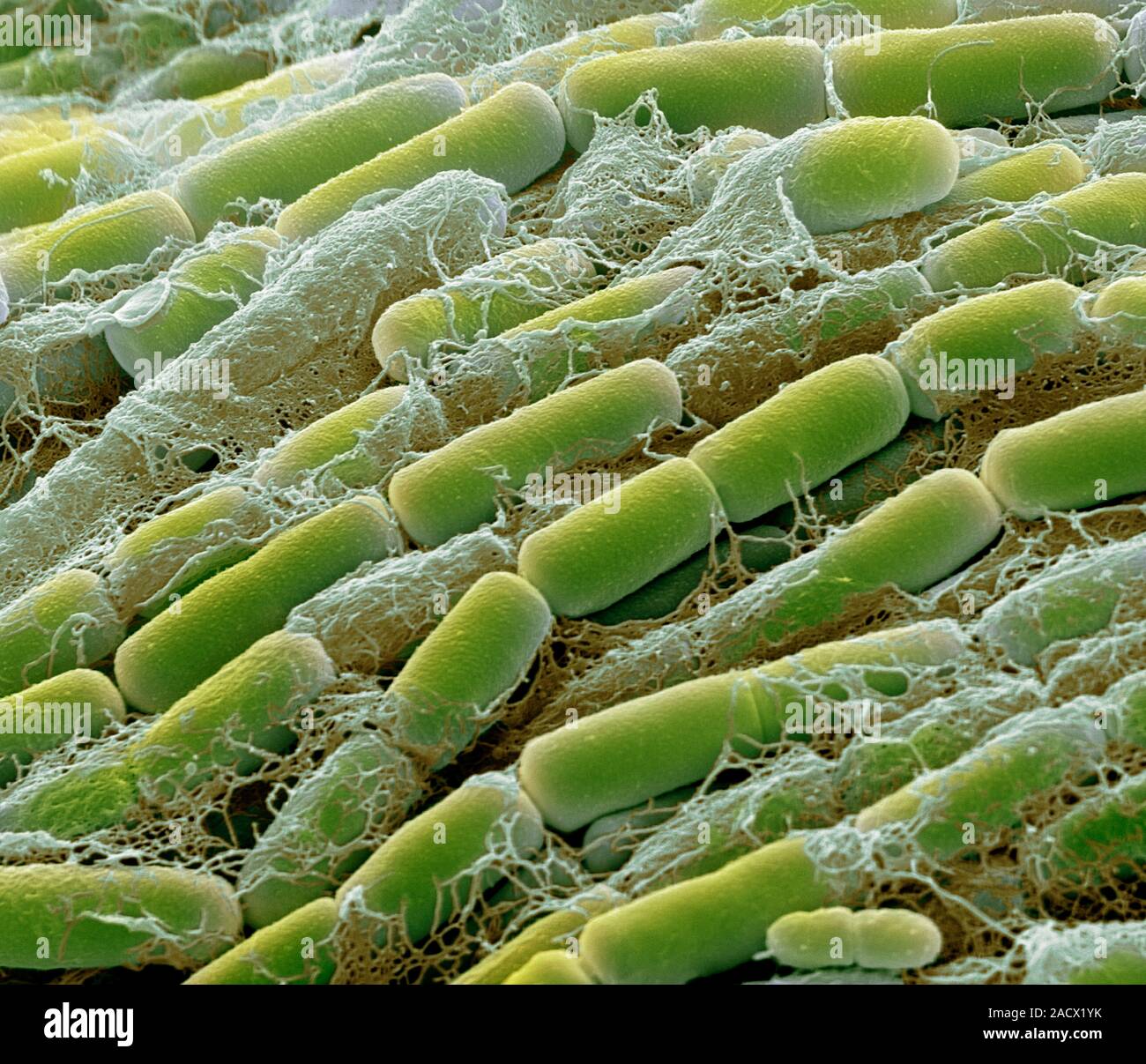 Bacillus megaterium Bakterien, farbige Scanning Electron Micrograph