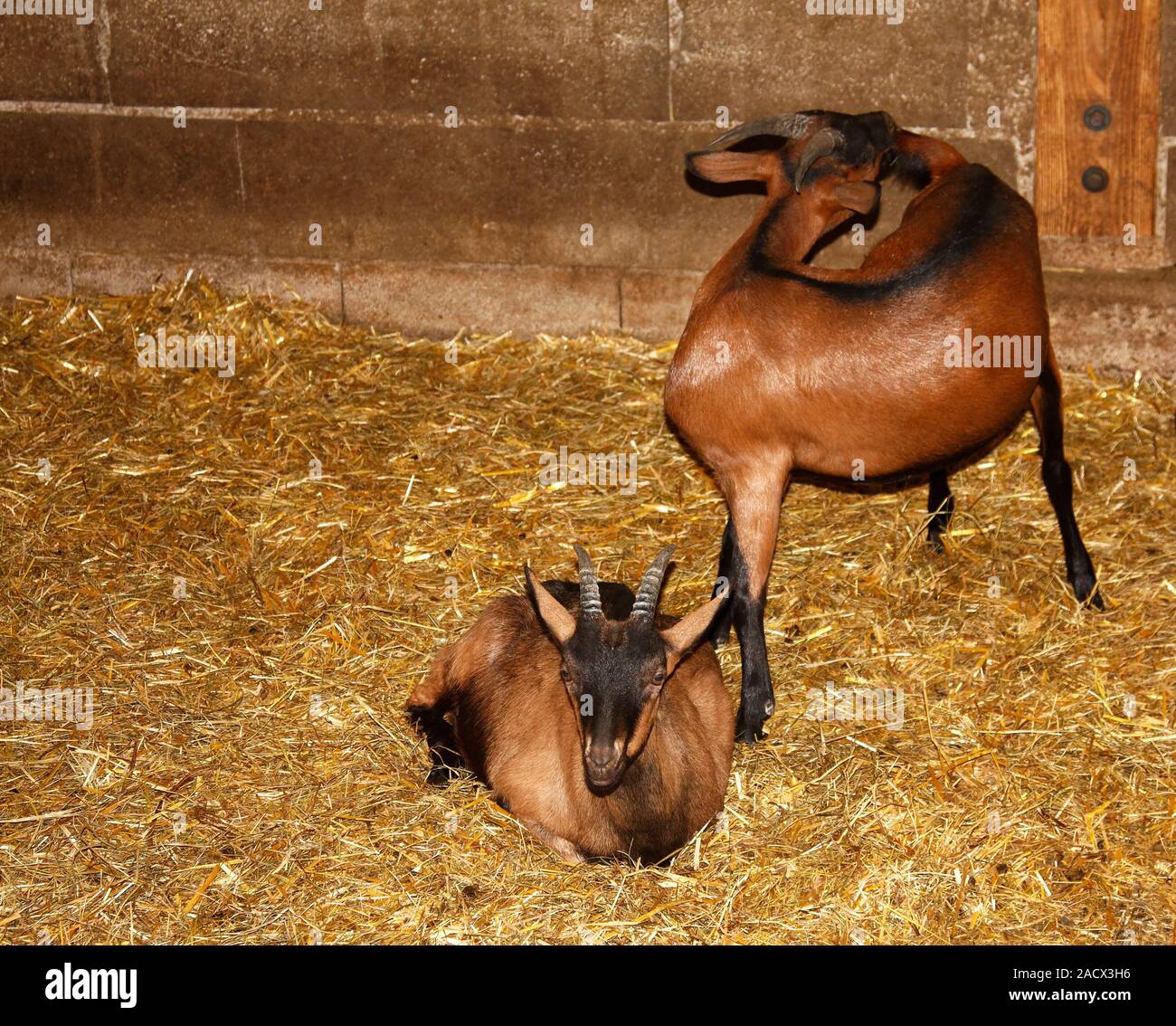 2 Ziegen im Stall, Stroh, kurze Hörner, Braun und Schwarz, Nutztiere, Sitzen, Stehen, Macon, Frankreich, horizontal Stockfoto