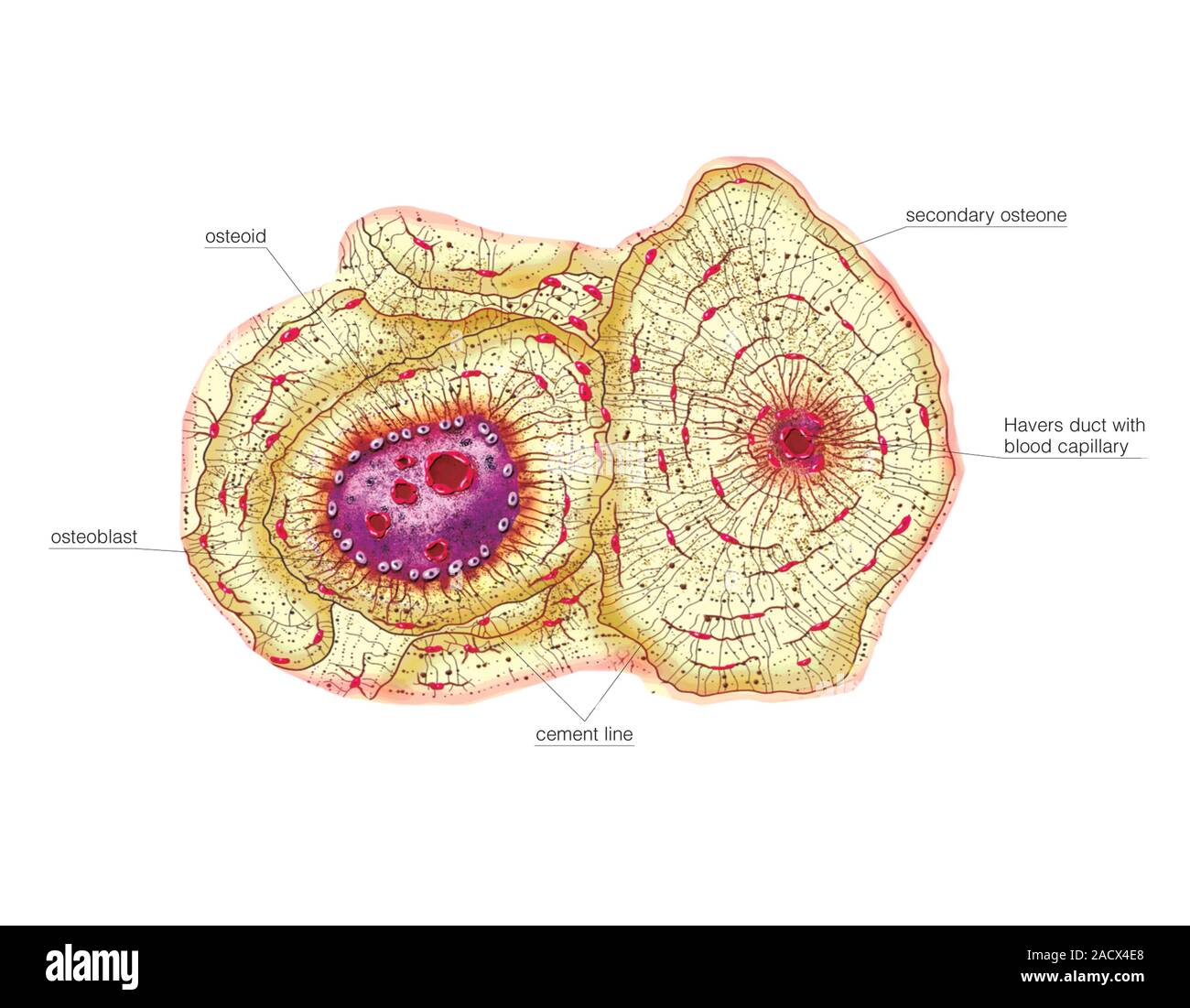 Darstellung der Entwicklung der Haversian Kanäle in einer langen Knochen. Abbildung aus dem "Asklepios Atlas der menschlichen Anatomie". Stockfoto