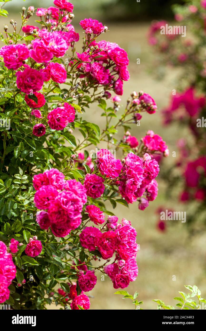 Lila Kletterrose Garten Rosen Stockfoto