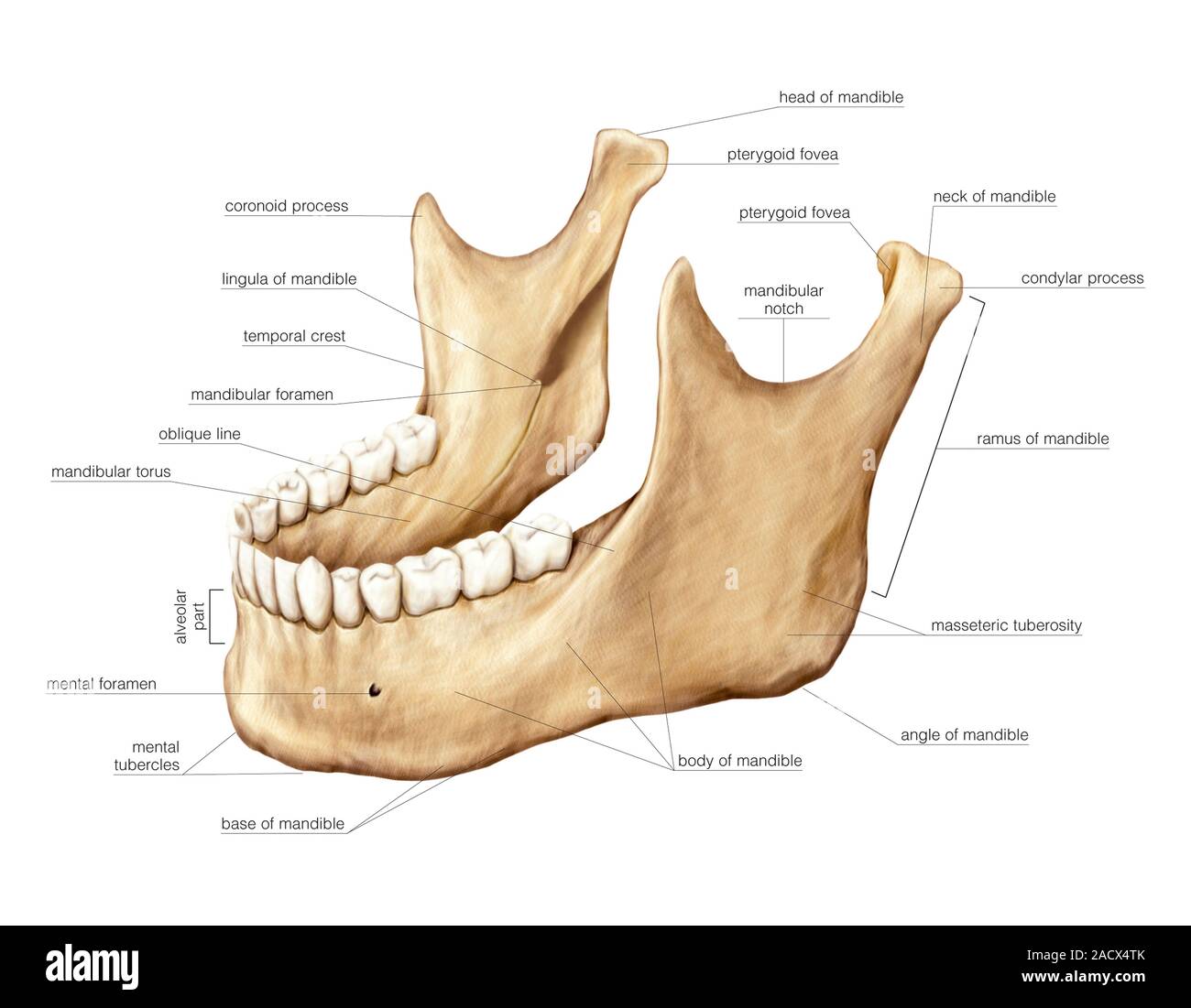Abbildung des Unterkiefers. Dieser linken Schräge seitliche Ansicht (beschriftet). Abbildung aus dem "Asklepios Atlas der menschlichen Anatomie". Stockfoto