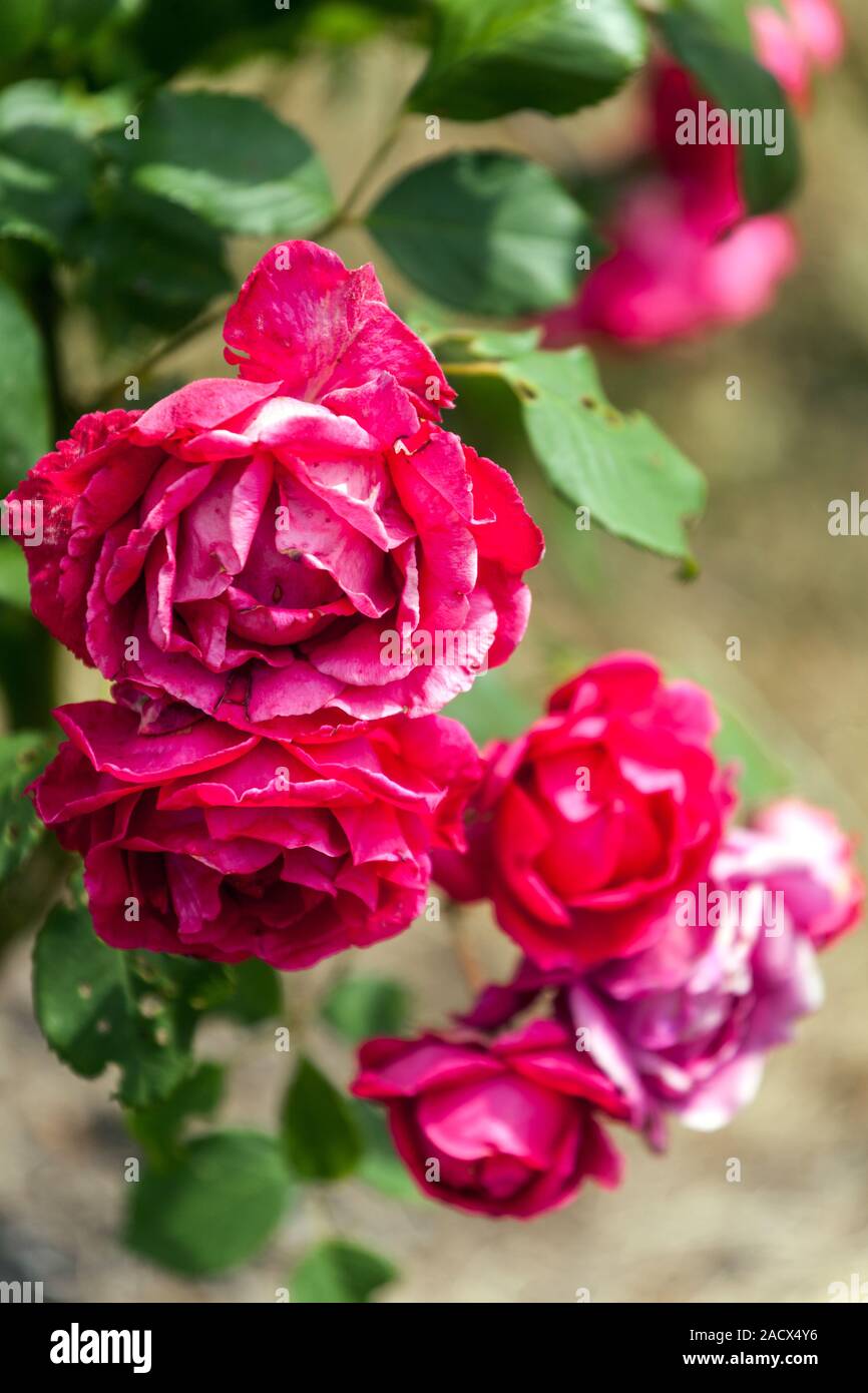 Rote Kletterrosen Rosa 'Paul's Scarlet Climber' Stockfoto