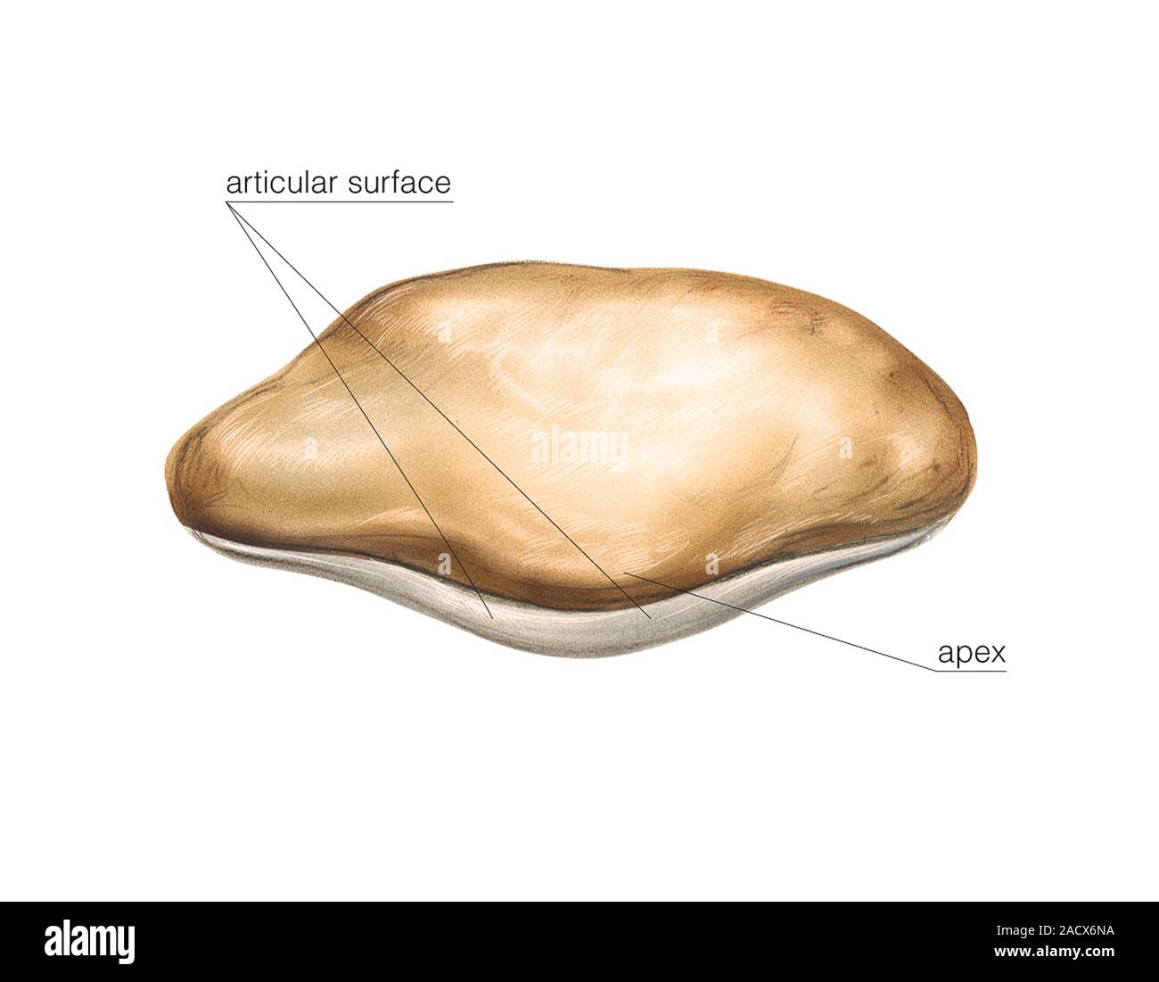 Darstellung der patella. Dieser distalen Ansicht mit der Bezeichnung