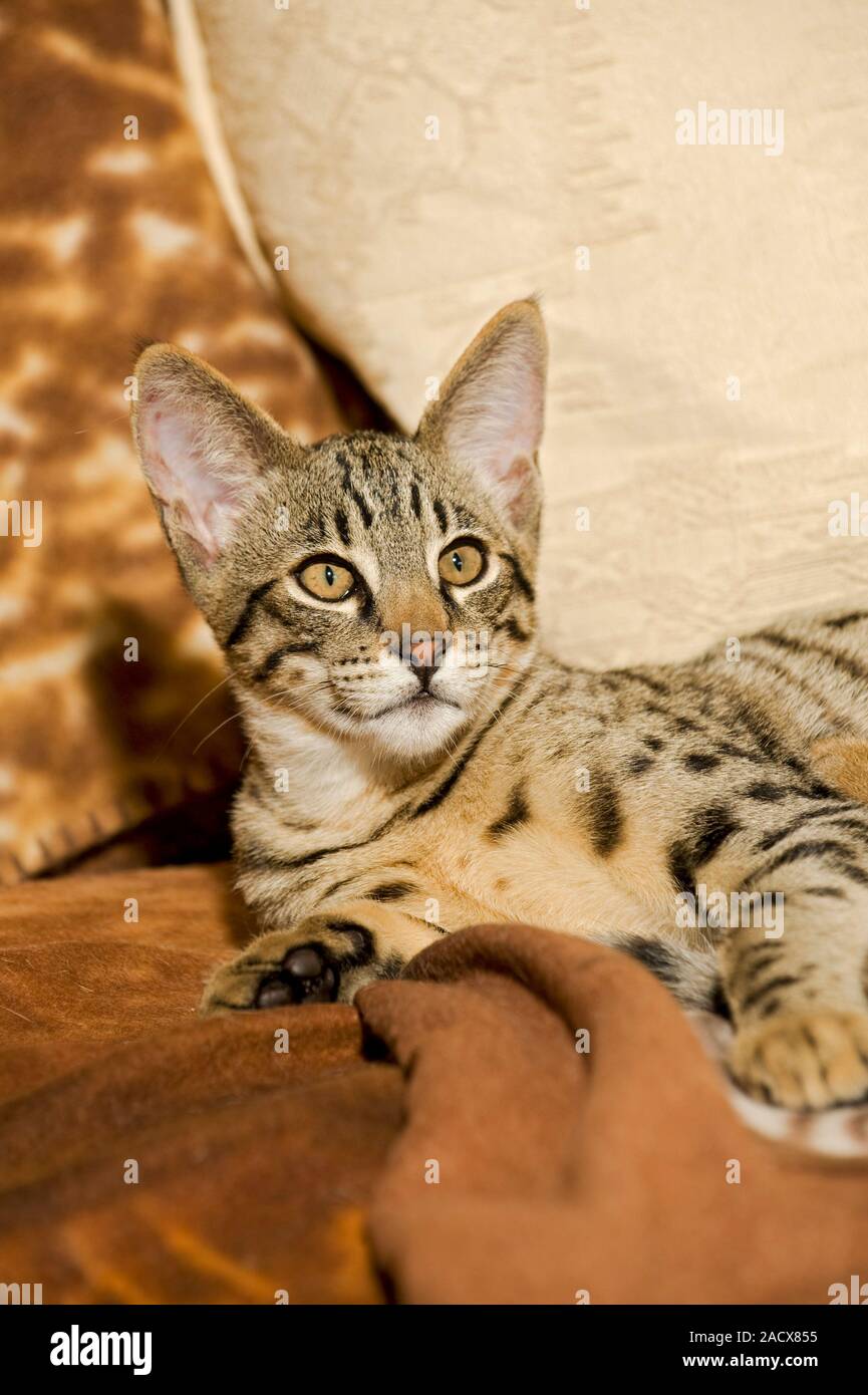 Savannah Katze (Felis catus X Leptailurus serval). Hybrid Hauskatze und Serval. Stockfoto