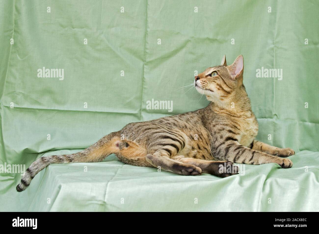 Savannah Katze (Felis catus X Leptailurus serval). Hybrid Hauskatze und Serval. Stockfoto