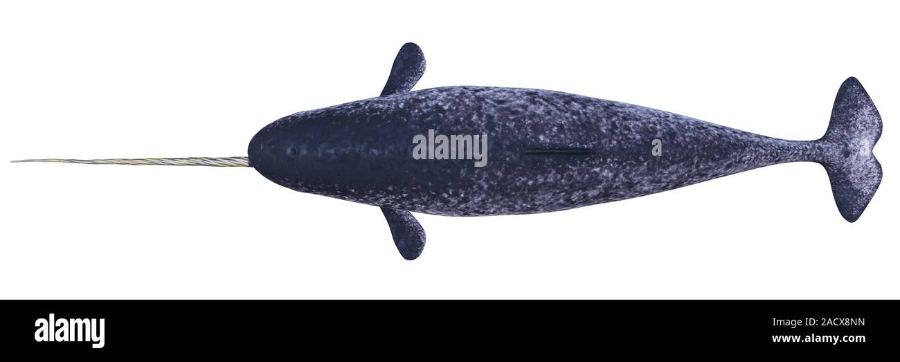 Narwhal, männliche Monodon Camelopardalis, Ansicht von oben auf weißem Hintergrund Stockfoto