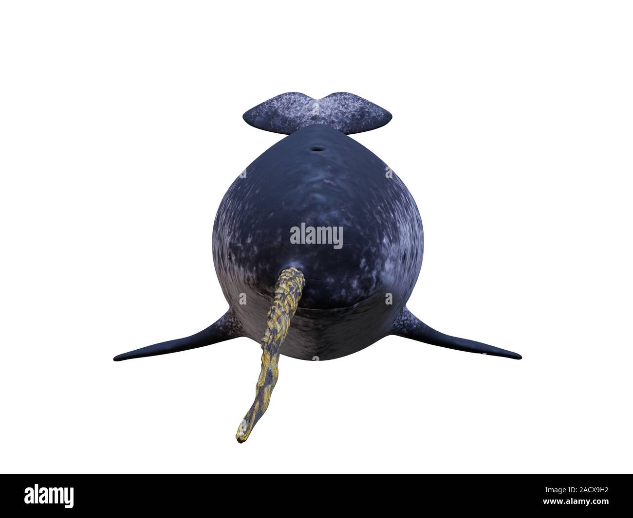 Narwhal, männliche Monodon Camelopardalis, Vorderansicht auf weißem Hintergrund Stockfoto