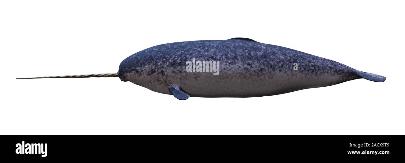 Narwhal, männliche Monodon Camelopardalis, Seitenansicht auf weißem Hintergrund Stockfoto