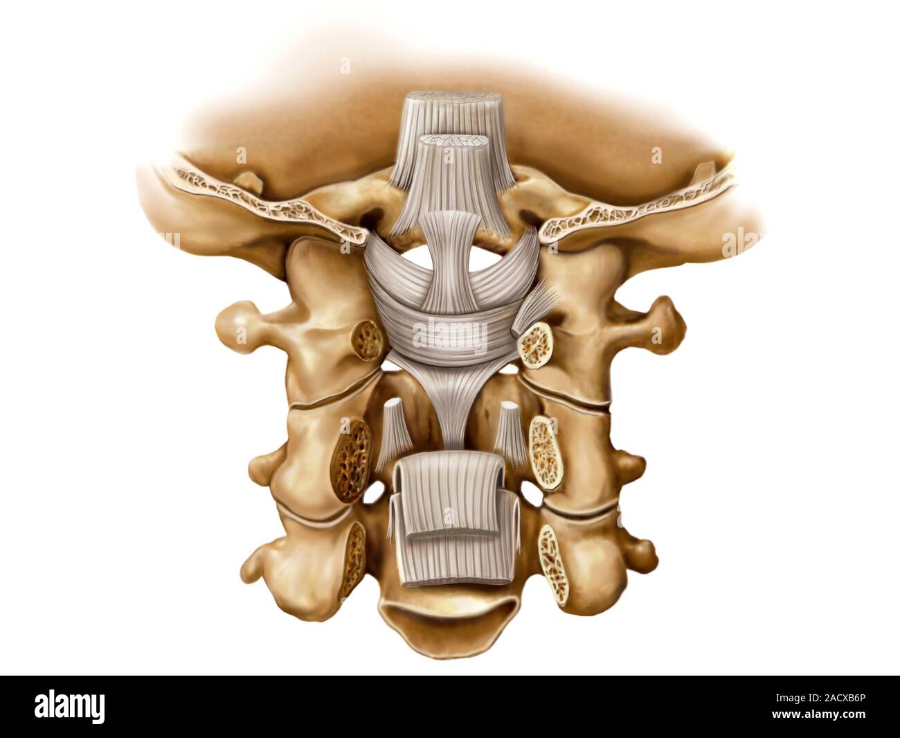 Darstellung der superior und inferior Gelenke von Kopf und Hals. Das hintere  Ansicht Abbildung wird von "Asklepios Atlas der menschlichen Anatomie'  Stockfotografie - Alamy