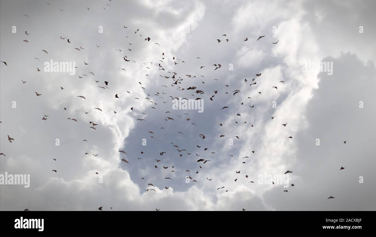 Herde der Fledermäuse in der Luft, mega Fledermäuse in der Dämmerung Stockfoto
