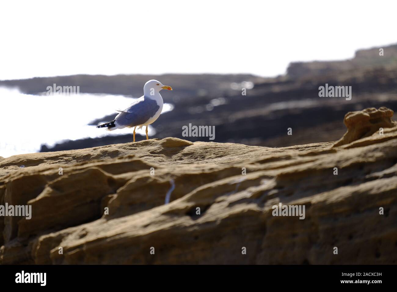 Mediterranean Gull, Larus michahellis, Algarve, Portugal Stockfoto