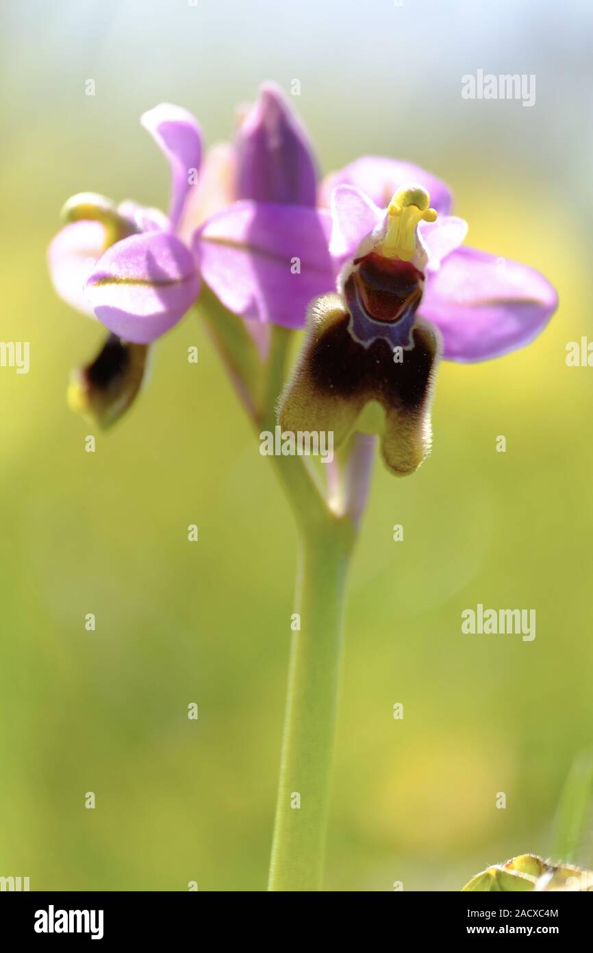 Wespen-Ragwurz, Ophrys tenthredinifera, Algarve, Portugal Stockfoto
