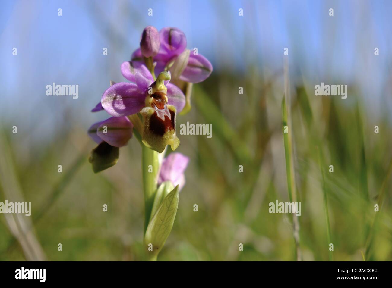 Wespen-Ragwurz, Ophrys tenthredinifera, Algarve, Portugal Stockfoto