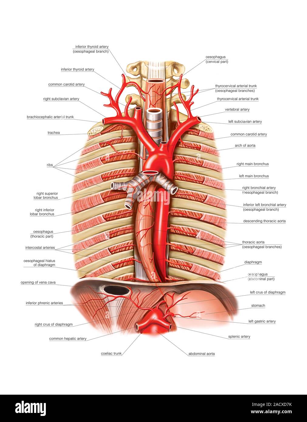 Darstellung der arteriellen System der Speiseröhre. Das anteriore