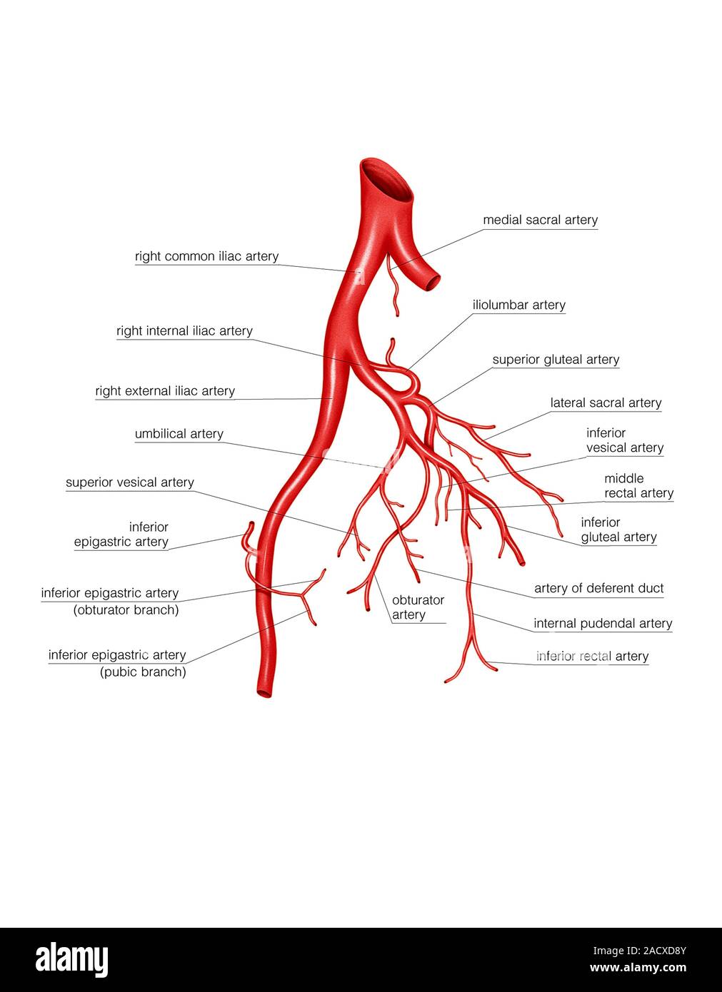 Darstellung der arteriellen System des Abdomens. Dieses Becken- Buchse ...