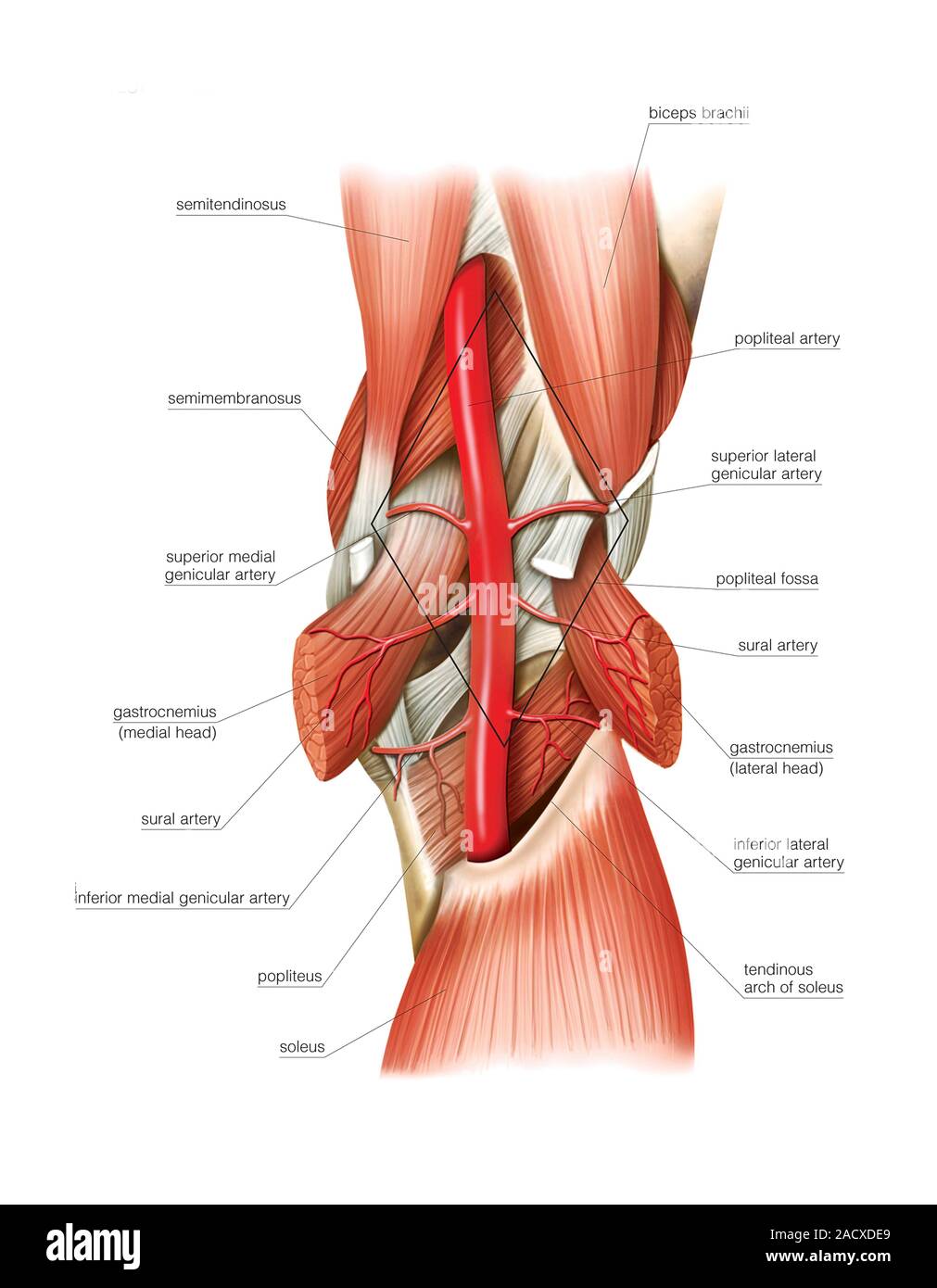 Darstellung der arteriellen System der unteren Extremität, Arteria