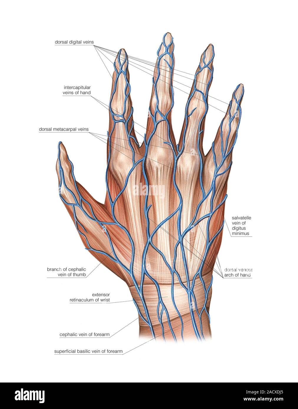 Abbildung Das Venöse System Von Der Hand Diese Dorsalansicht Beschriftete Abbildung Wird Von 7656