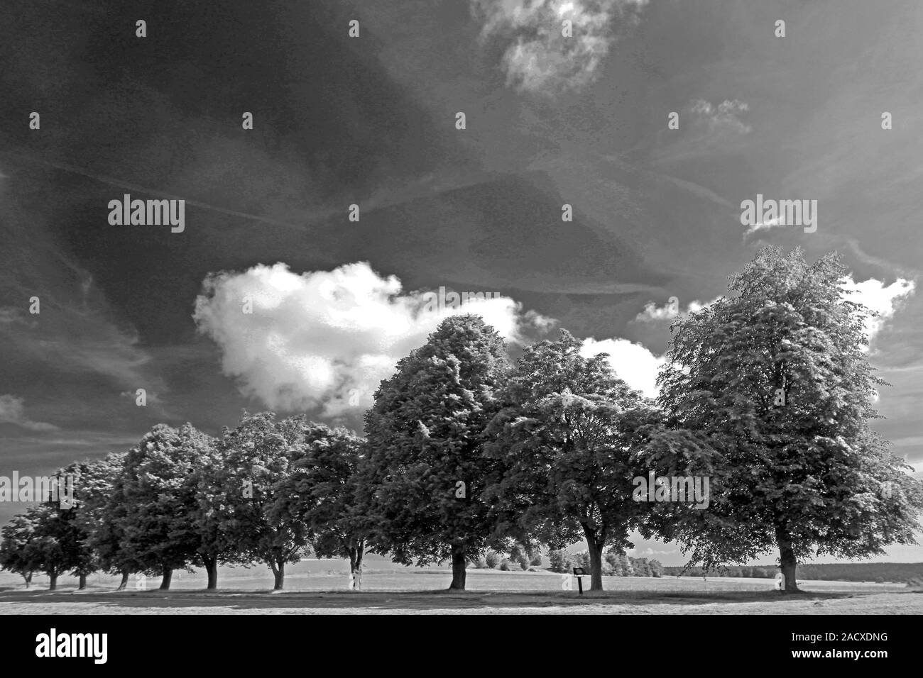 Baum Zeile Stockfoto