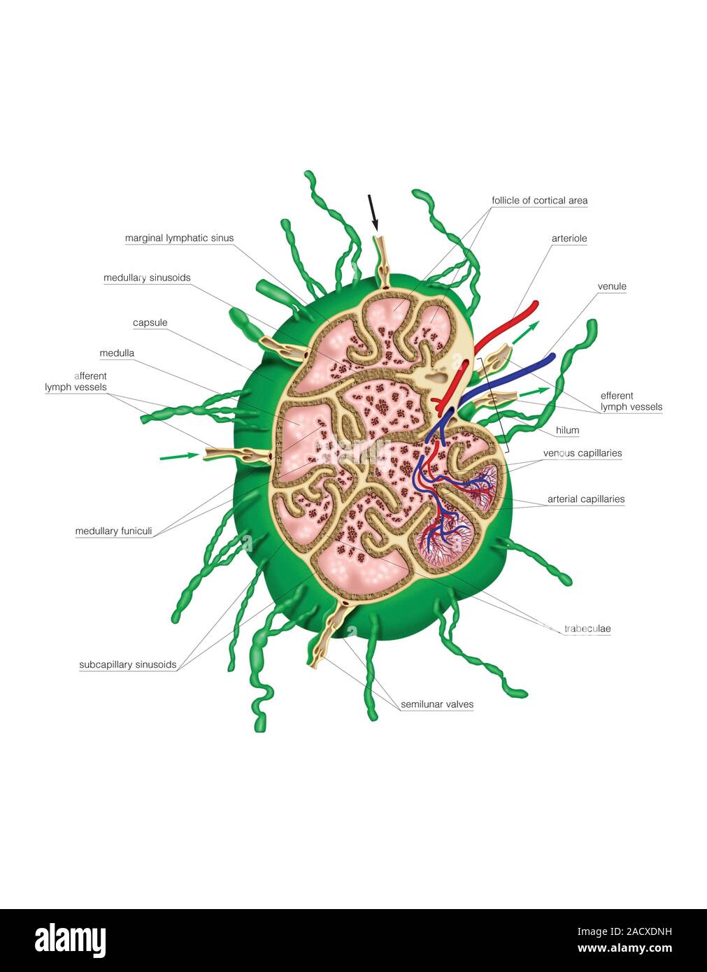 Darstellung der Lymphknoten und Kapillaren. Diese Ansicht mit der