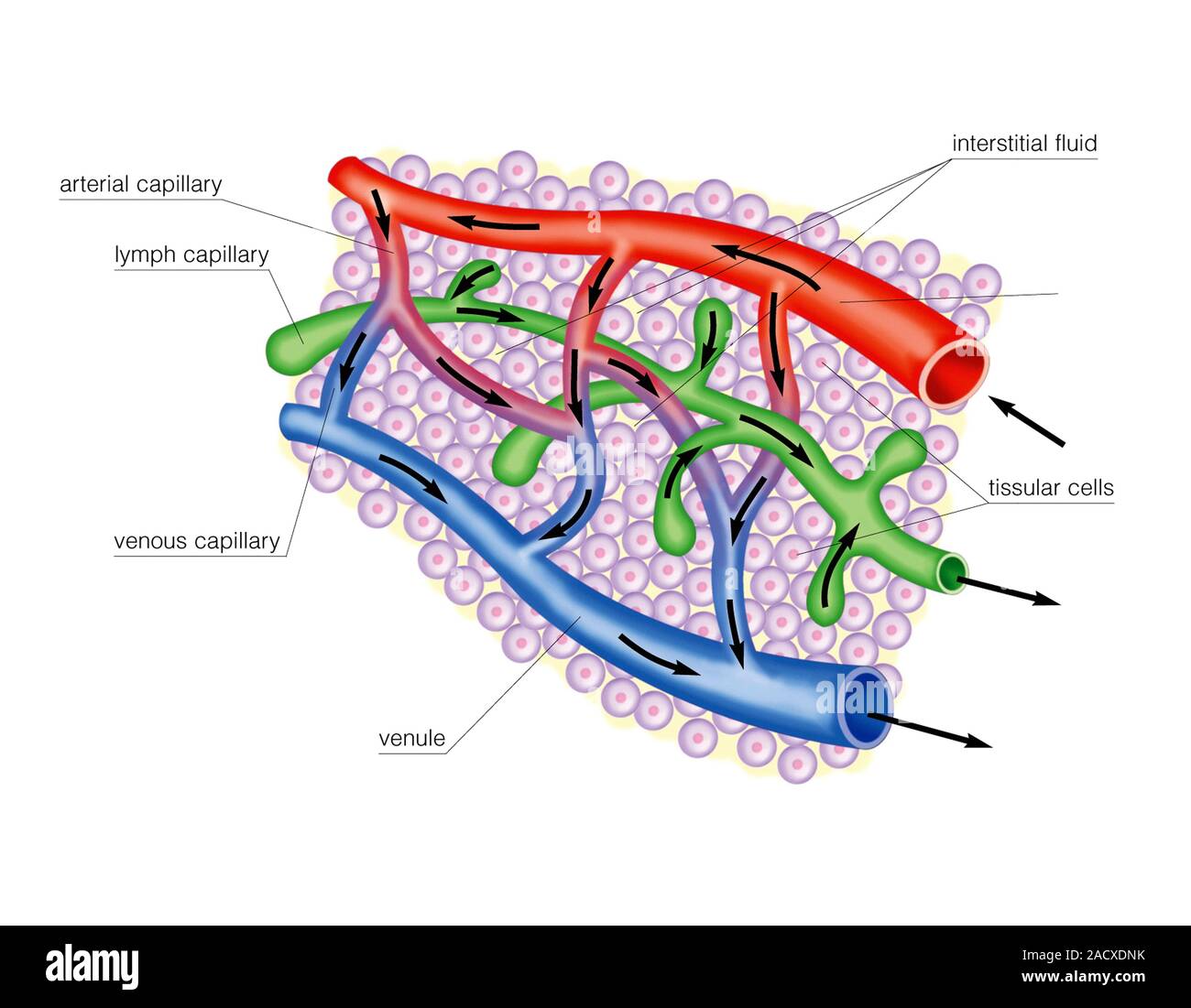 Schädigung Der Lymphgefäße Lymphknoten Kapillaren