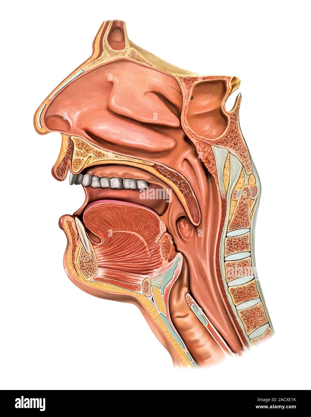 Глотка т. Ротовая полость анатомия вид сбоку. Полость гортани анатомия строение. Строение ротовой полости человека сбоку. Ротовая полость и глотка анатомия.