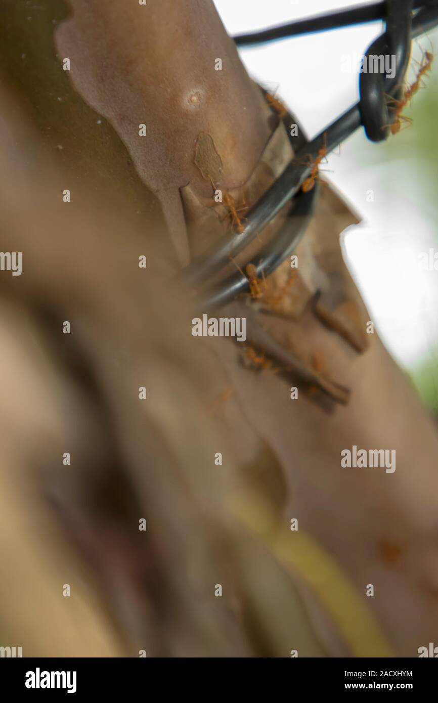 Kleine Rote Ameise auf Baum in der Natur grün, Hintergrund, Nahaufnahme Stockfoto