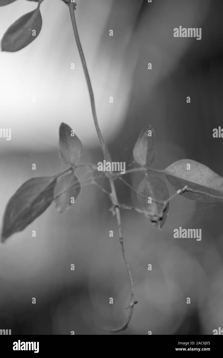 Frische, grüne Blätter auf weißem bokeh Hintergrund Stockfoto