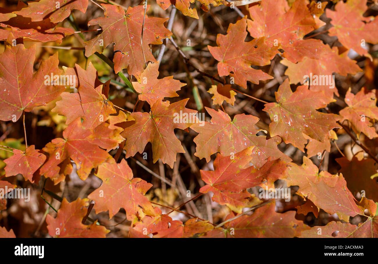 Lebendige Farben Fall Foilage in Arizona im Oak Creek Canyon Sedona Arizona. Stockfoto