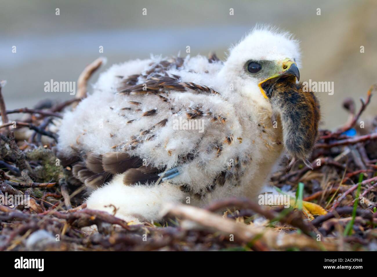 Die grobe-legged Buzzard Küken schlucke Lemming. Arktische Wüste von Nowaja Semlja Archipel Stockfoto